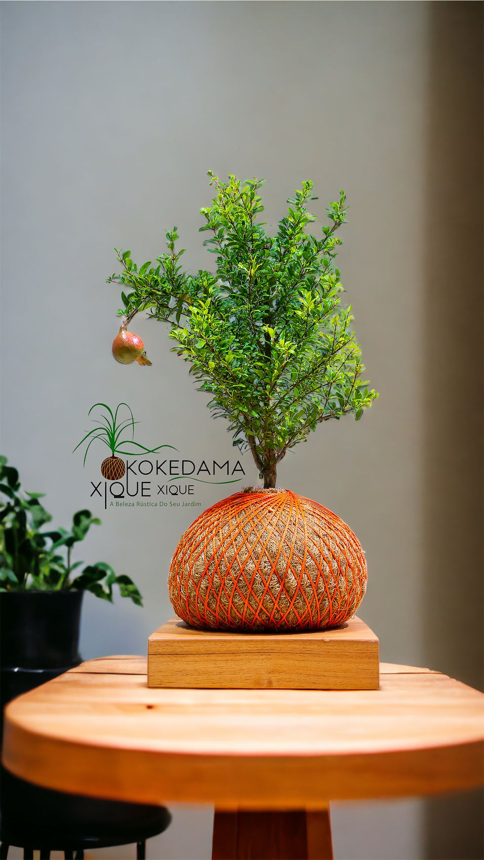 Miniatura: Bonsai Romã