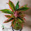 Miniatura: Aglaonema Red