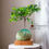 Miniatura: Bonsai Jabuticaba