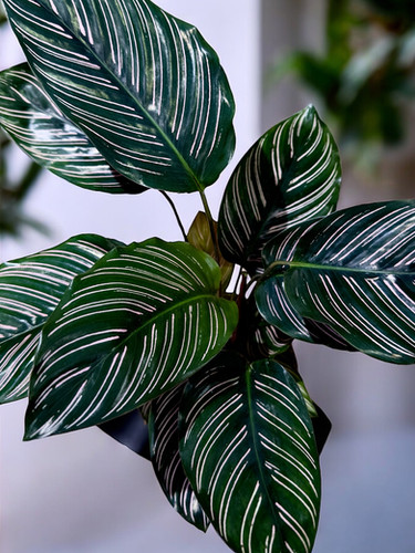 Maranta Riscada Musgo | Kokedama Xique Xique