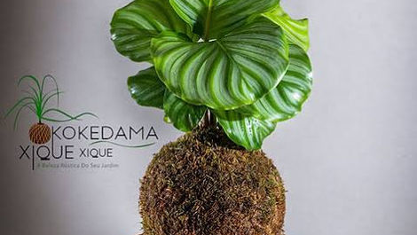 15 Plantas pet-friendly seguras para cães e gatos