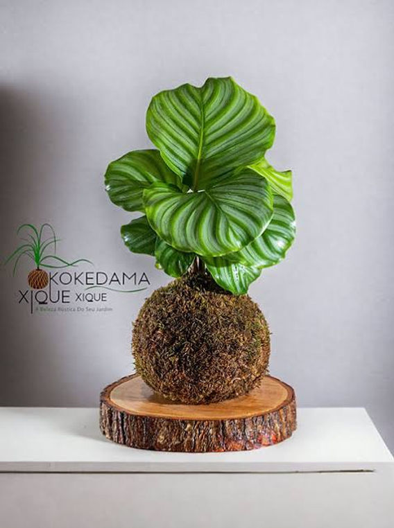 dracaena marginata care indoors Shop 'Dracaena marginata kiwi' Care & Growing Guide