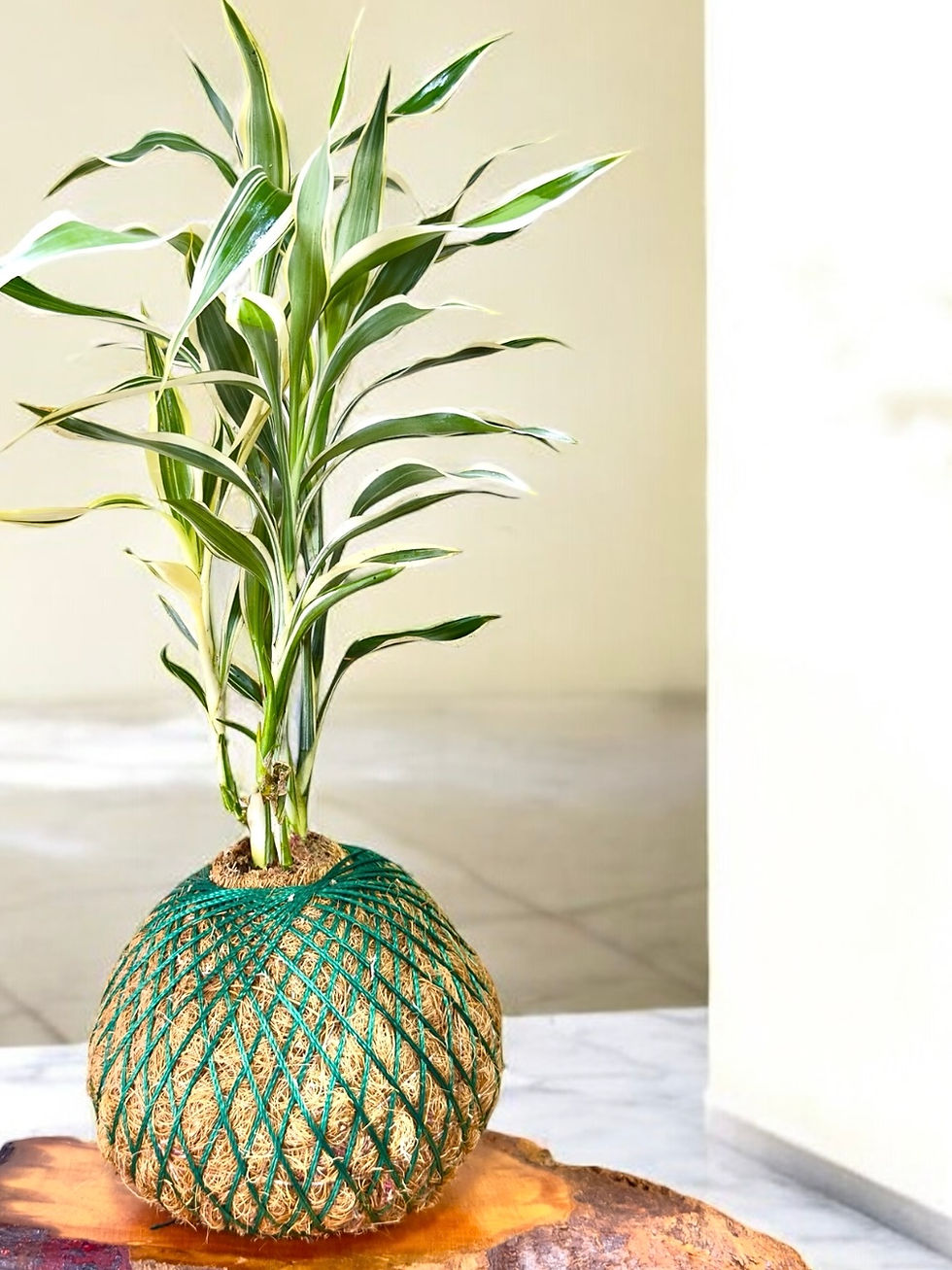 Miniatura: Bambu Da Sorte Variegata 