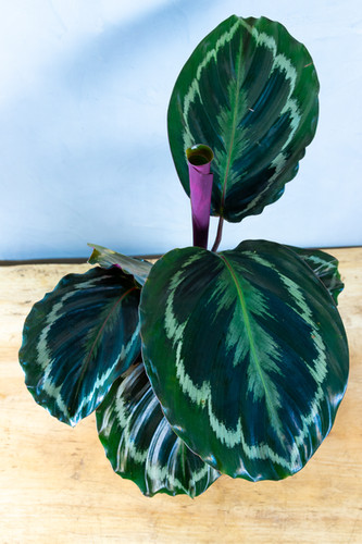 Maranta Medalhão | Kokedama Xique Xique