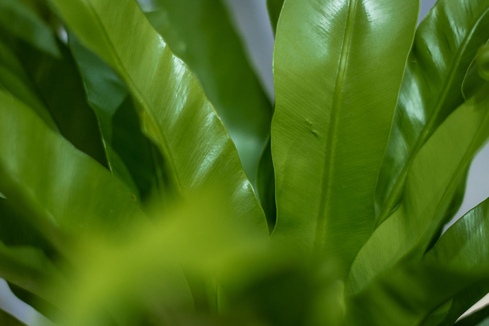 Miniatura: Asplenium  Osaka