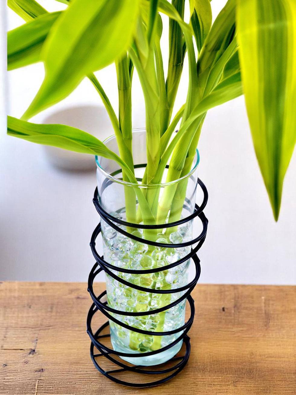 Miniatura: Bambu da Sorte Variegata - Premium Gold