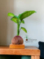 Miniatura: Kokedama Comigo Ninguém Pode