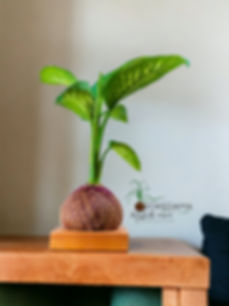 Kokedama Comigo Ninguém Pode