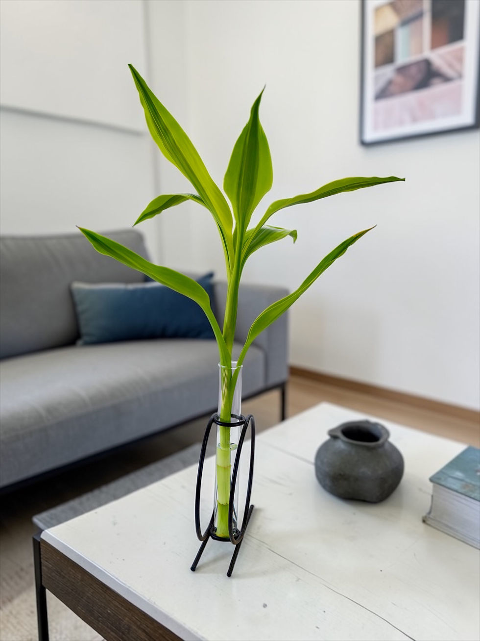Miniatura: Bambu da Sorte Variegata - Design Dayyo