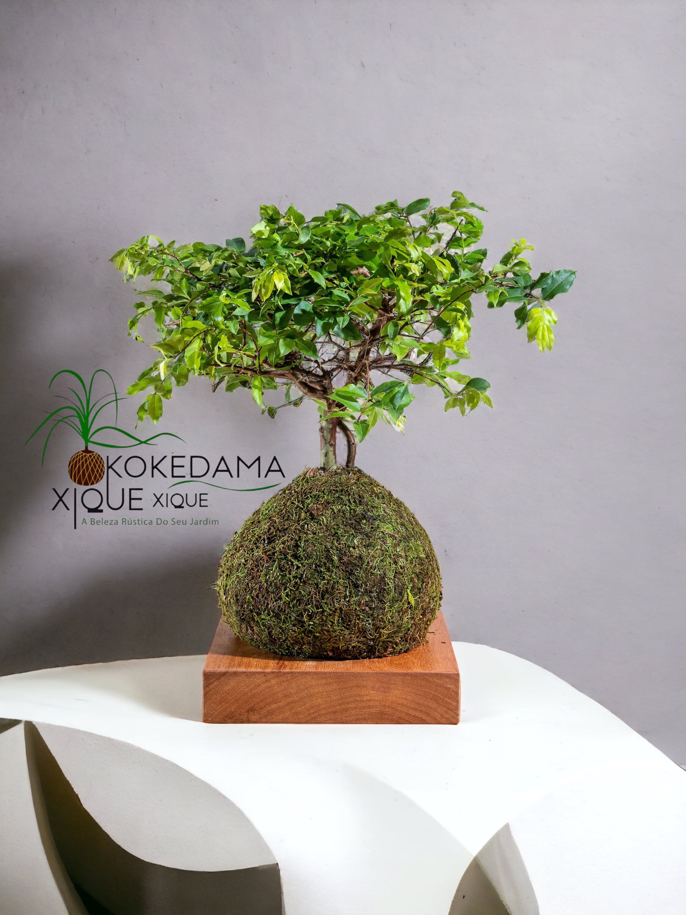Kokedama Bonsai Jabuticaba Musgo