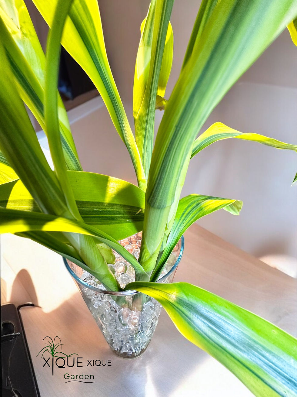 Miniatura: Hastes Bambu da Sorte Variegata