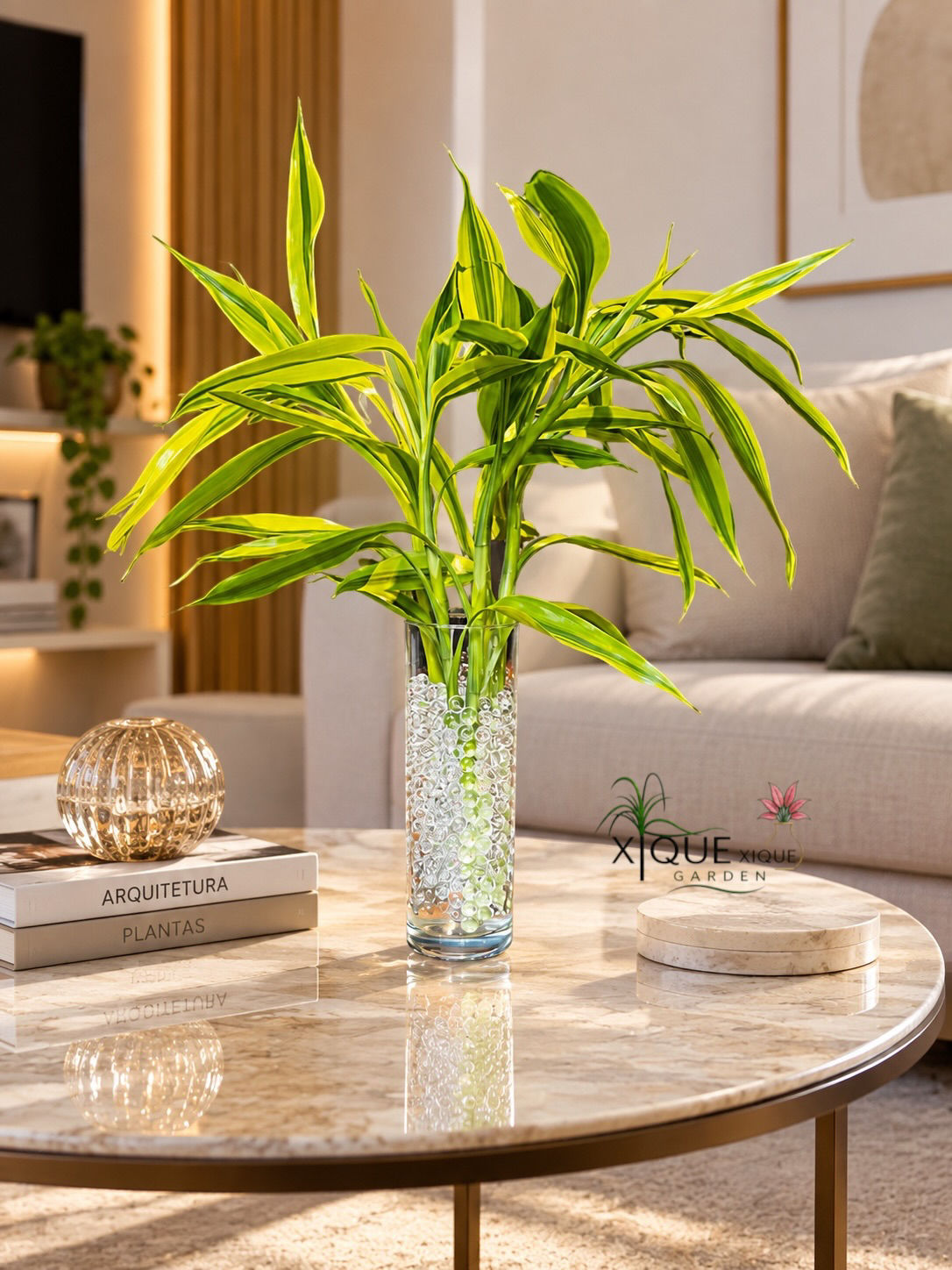 Bambu da Sorte Variegata - Feng Shui Energia