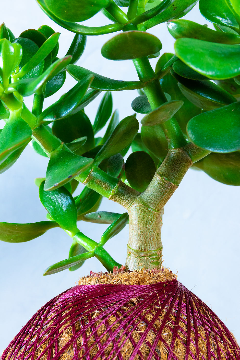 Miniatura: Jade  (Árvore Da Amizade )