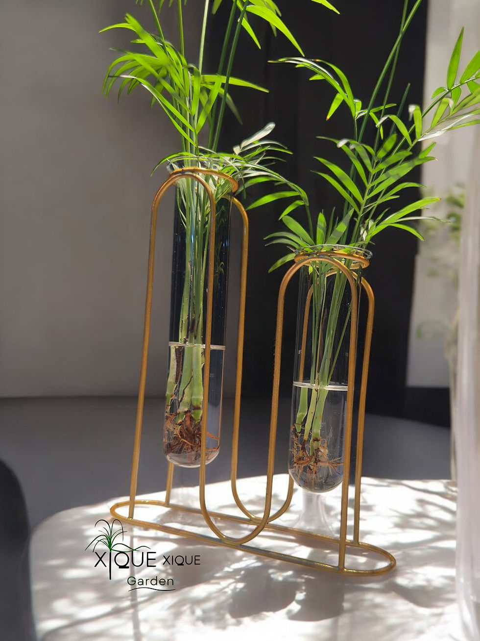 Miniatura: Palmeira Chamedoria - Design Haru