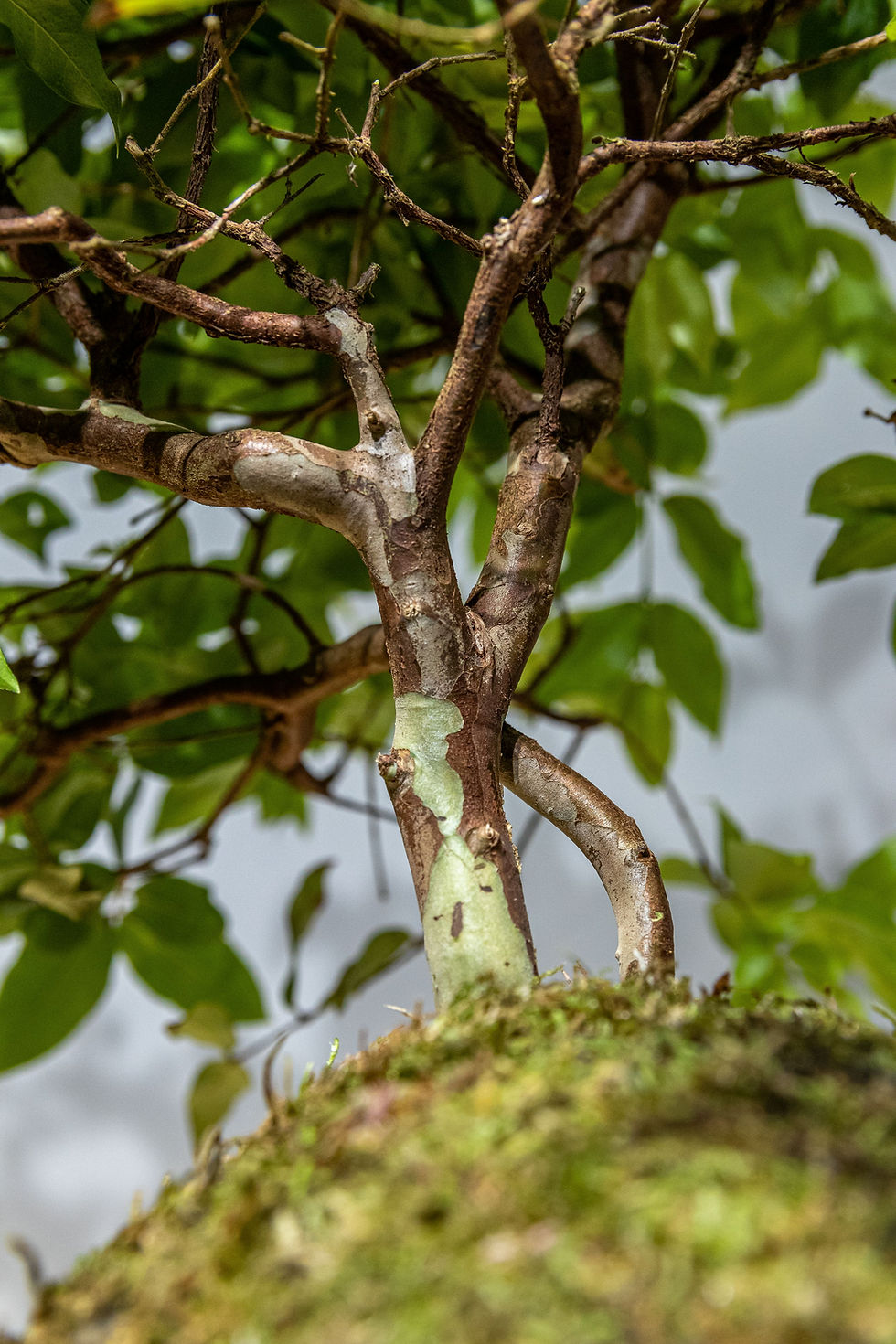 Miniatura: Kokedama Bonsai Jabuticaba Musgo