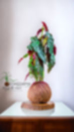 Miniatura: Kokedama Begônia  Maculata