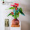 Miniatura: Kokedama Antúrio  Vermelho