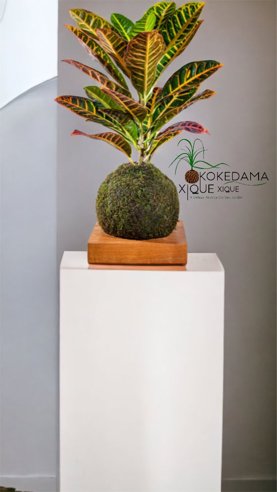 Miniatura: Croton Variegatum Musgo