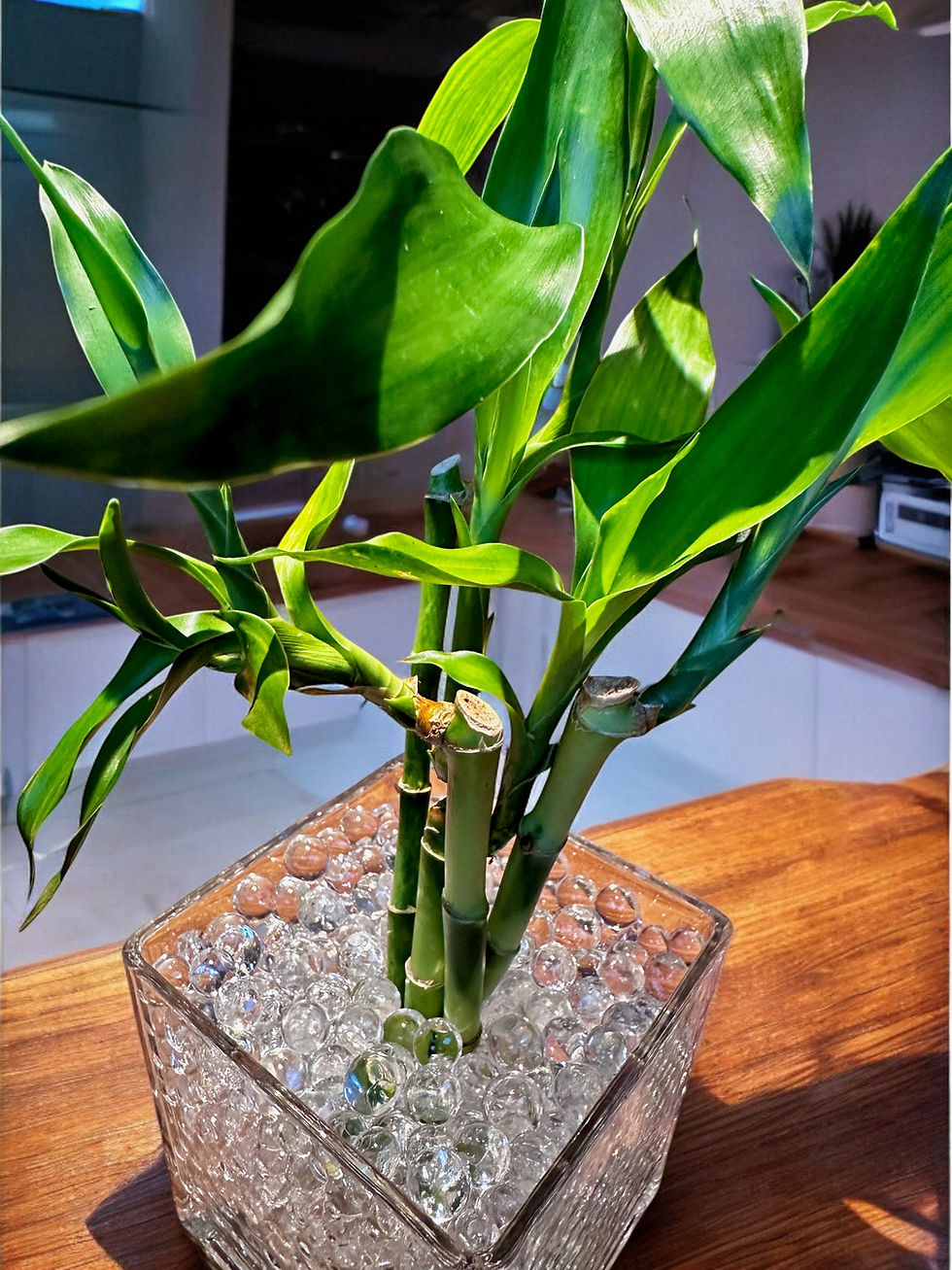 Miniatura: Bambu da sorte - Feng Shui Renovação