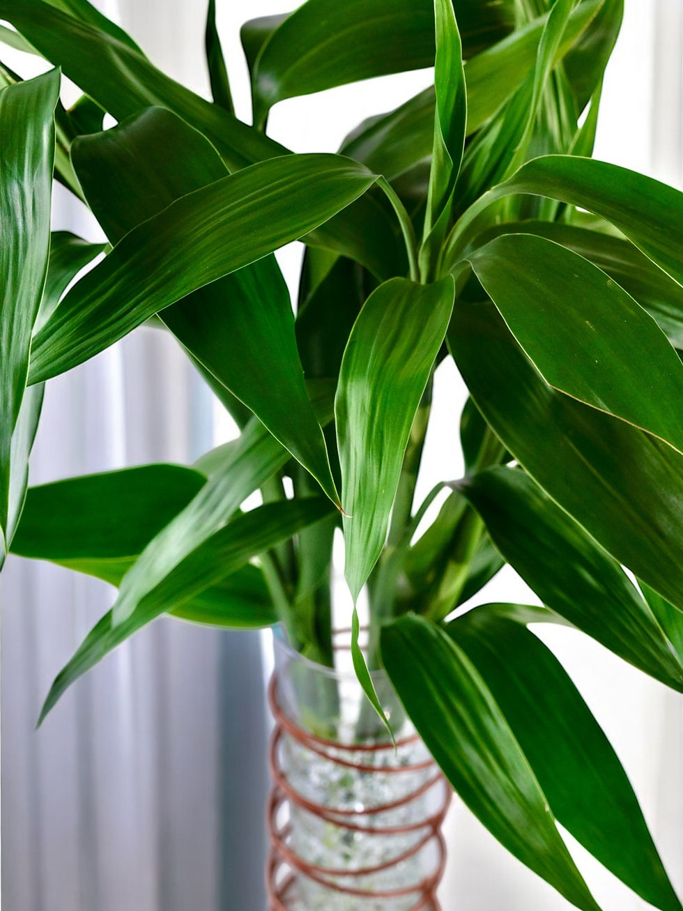 Miniatura: Bambu da Sorte - Premium