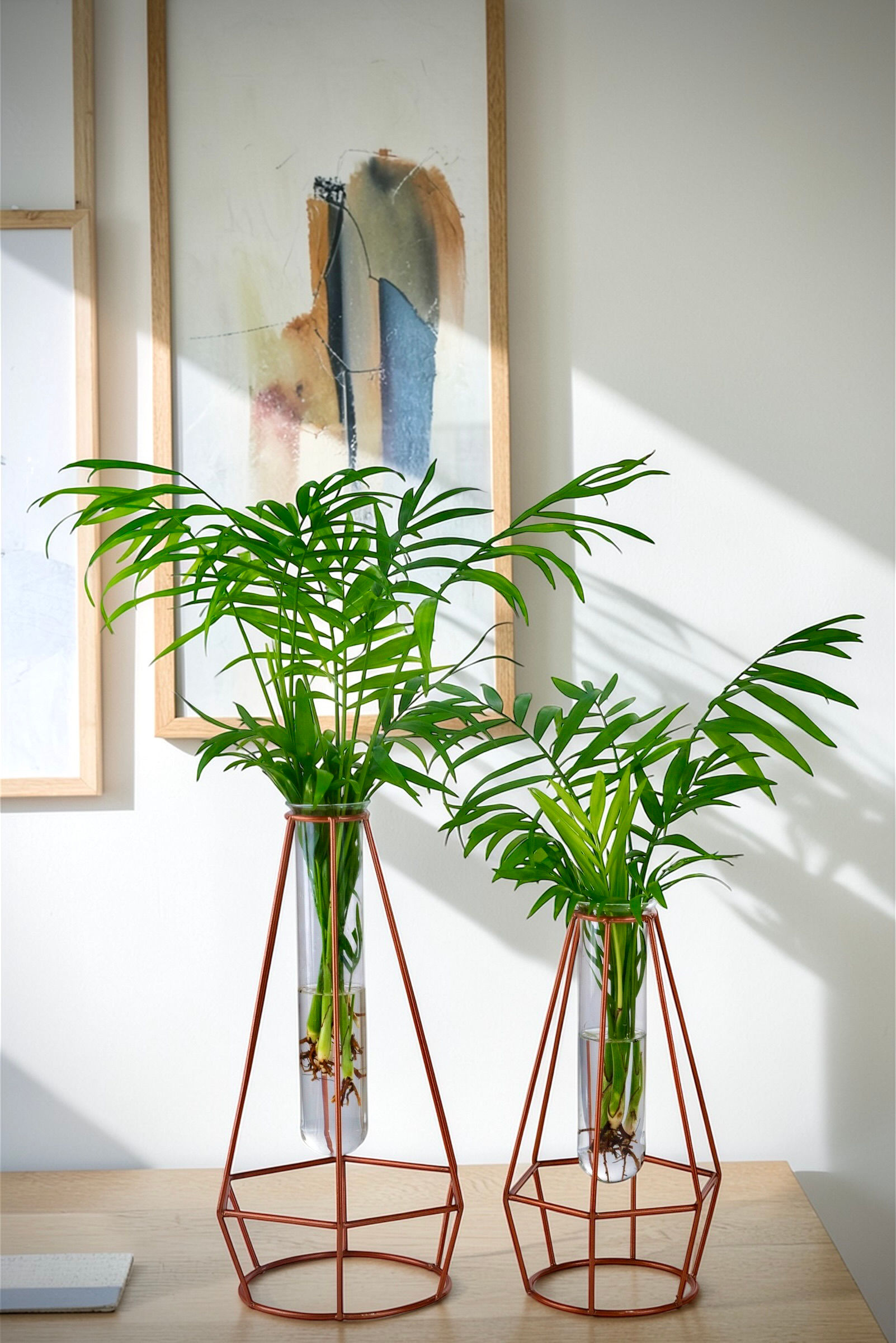 Palmeira Chamaedorea