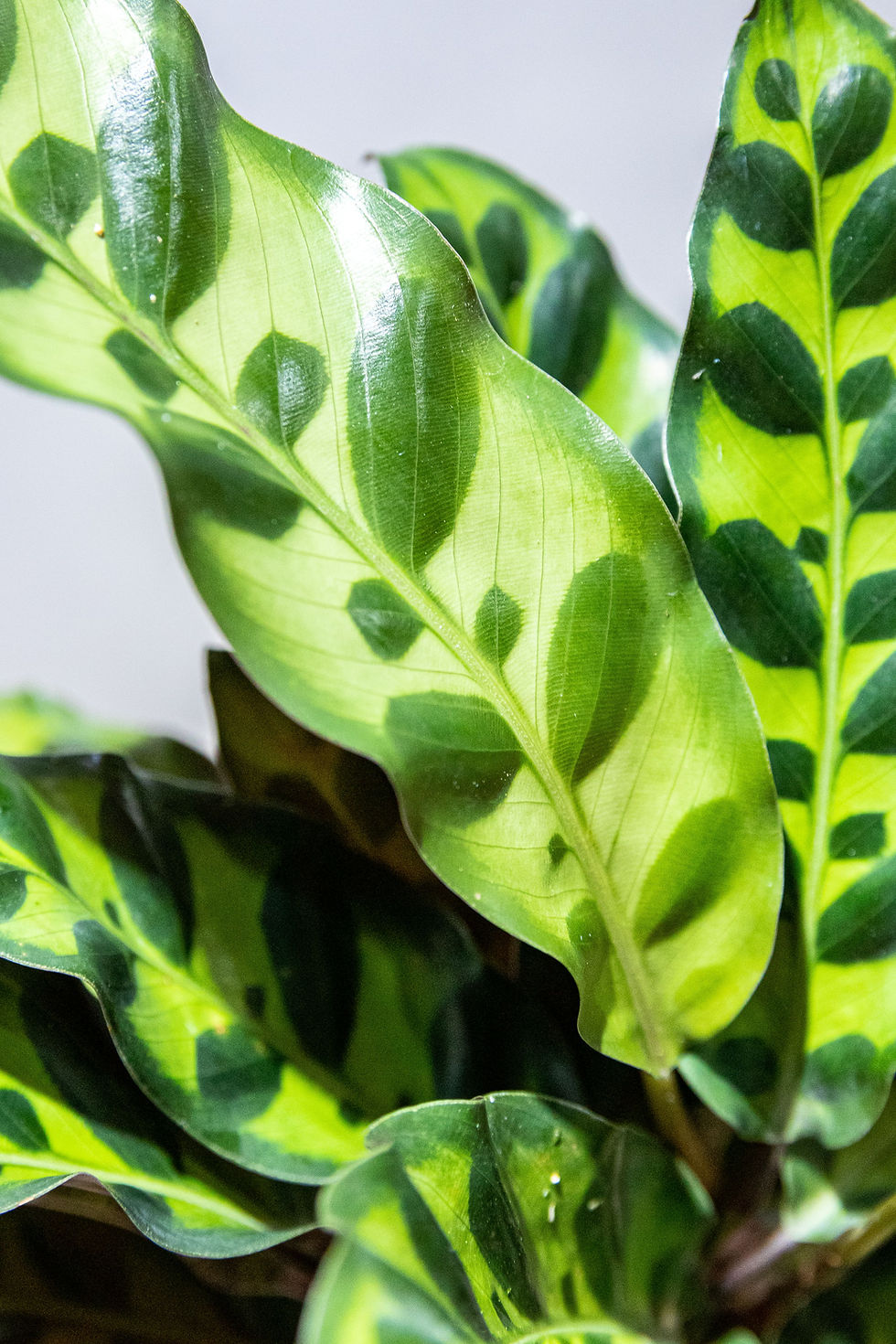 Miniatura: Maranta Cascavel