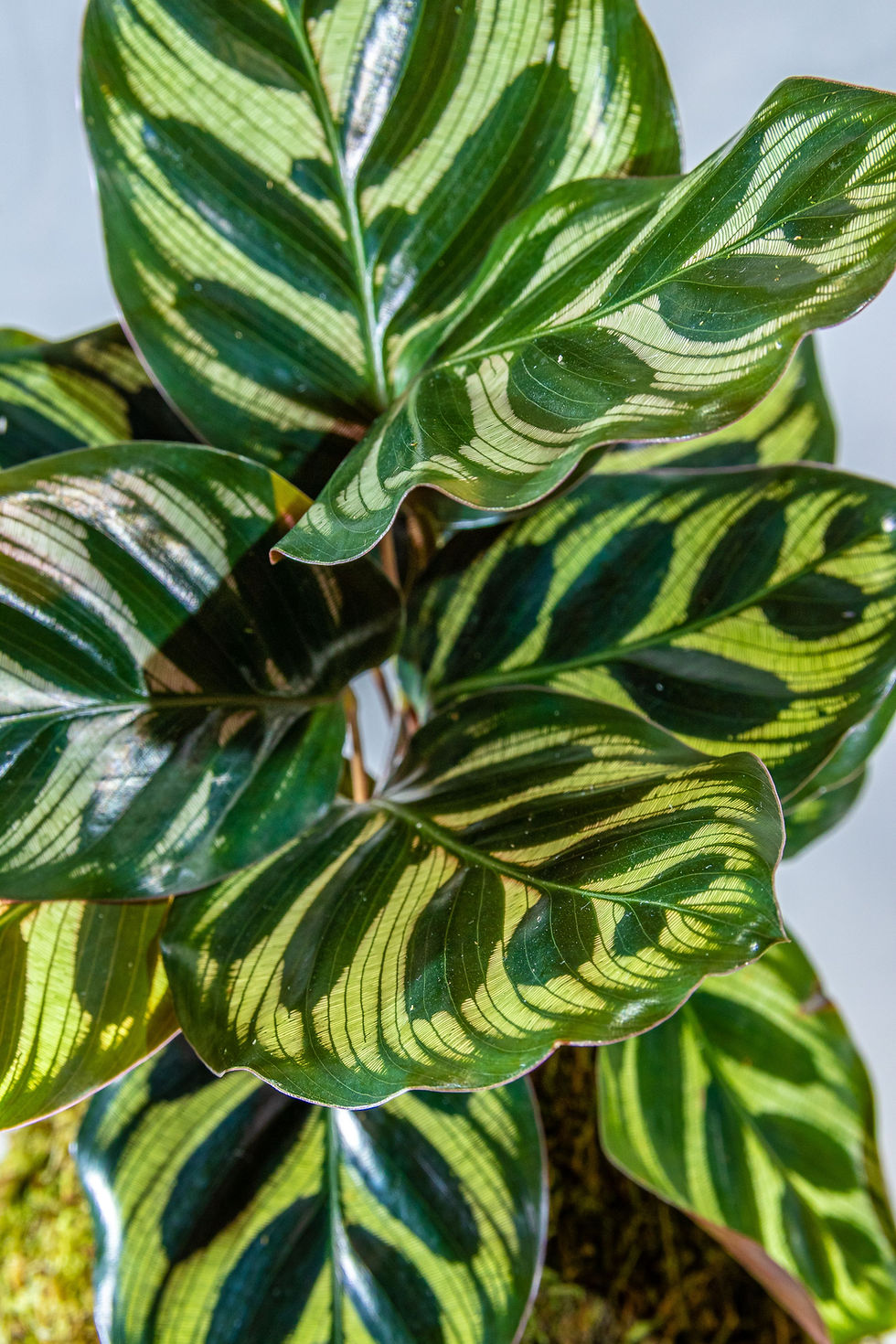 Miniatura: Kokedama Maranta Pavão