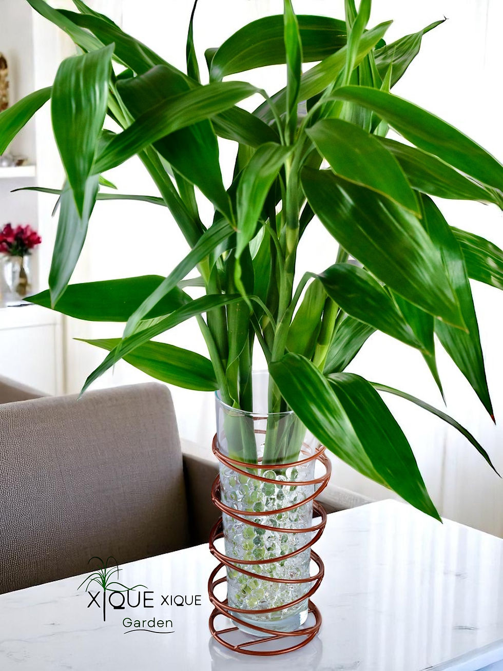 Miniatura:   Bambu da Sorte - Premium