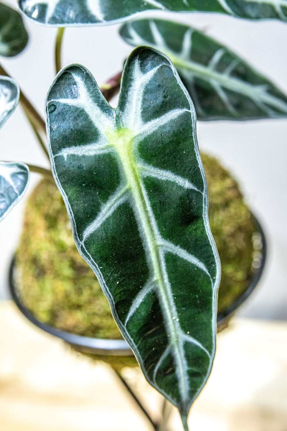 Miniatura: Alocasia Picollini