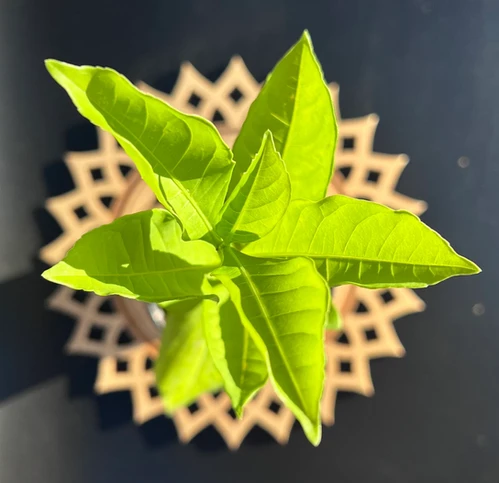 African Baobab - Adansonia Digitata - Live Seedling | California