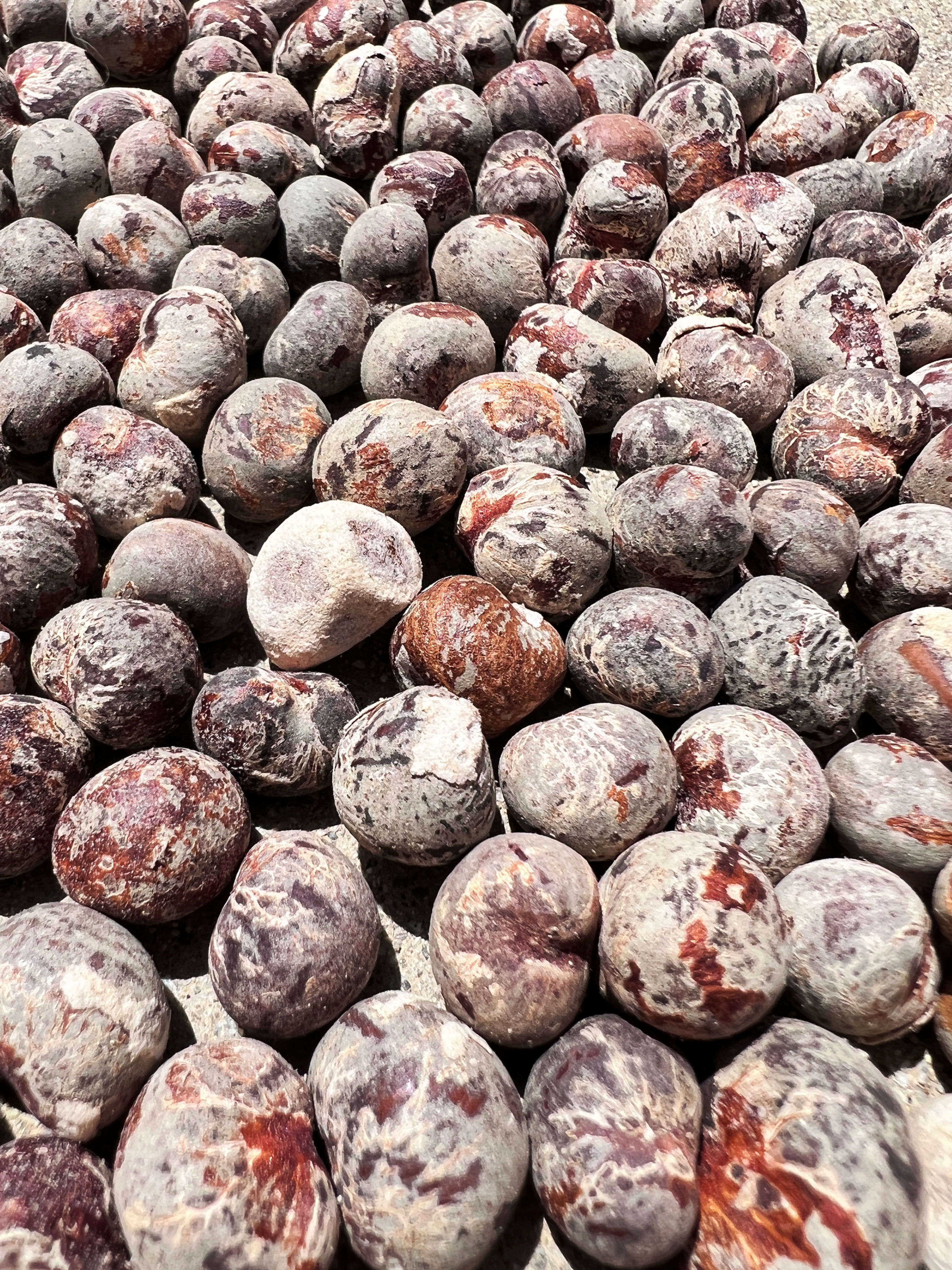 Grandidier's Baobab Seeds (Adansonia Grandidieri)