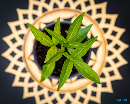 グランディディエのバオバブ - Adansonia Grandidieri | California