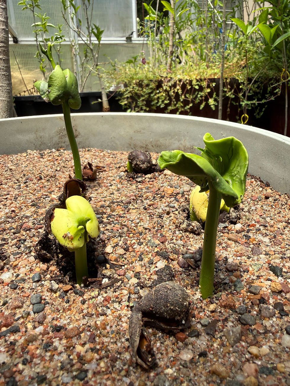 Miniaturbild: Suarez Baobab-Samen (Adansonia Suarezensis)