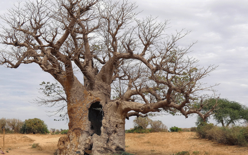 Baobab-tree.gif