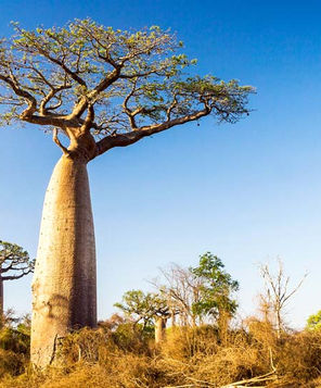 大人上品なおすすめコーデ Baobabs Buy | Baobabs California 邦楽