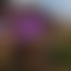 Révolution sans armes. Porteuse d’espoirs