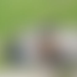 Restauration de la cathédrale arménienne d'Ani