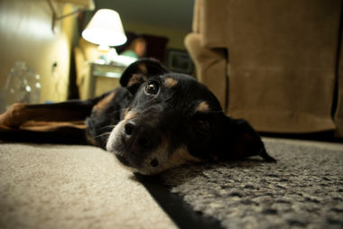 Indigo 120191110_0001.CR2