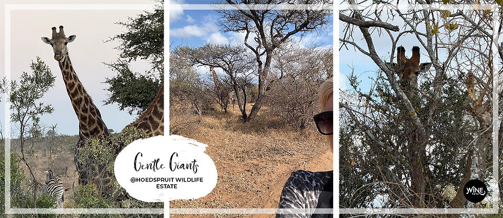Split image showing giraffes among trees, a person with sunglasses, and dry landscape. Text reads "Gentle Giants @Hoedspruit Wildlife Estate." A family safari through Limpopo & Mpumalanga nature reserves