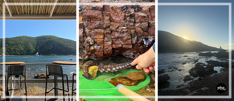 Three-panel collage: seaside café chairs by a blue bay, hand touching an octopus, and a rocky coast at sunset with Winetots logo.