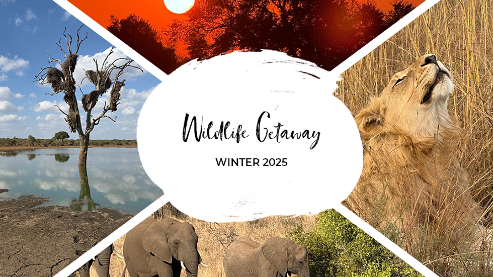 Split image: sunset, lion in grass, elephants by trees, tree by water. Text: Wildlife Getaway Winter 2025. Warm and natural tones. A family safari through Limpopo & Mpumalanga nature reserves