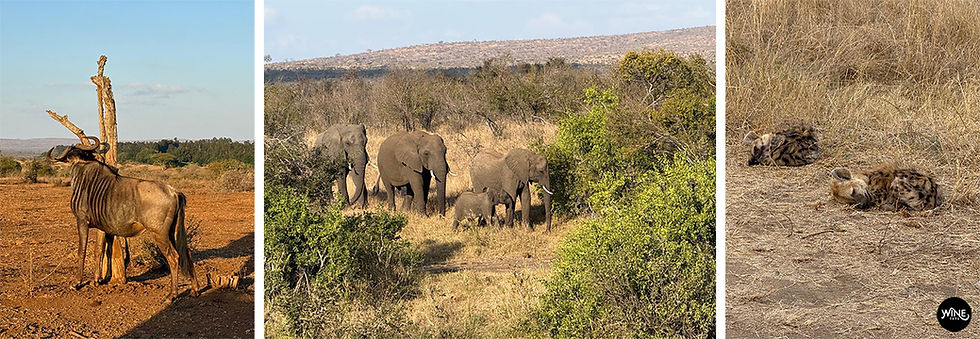 A wildebeest by a tree, a herd of elephants in a grassy field, and two resting animals in dry grass, against diverse African landscapes. A family safari through Limpopo & Mpumalanga nature reserves