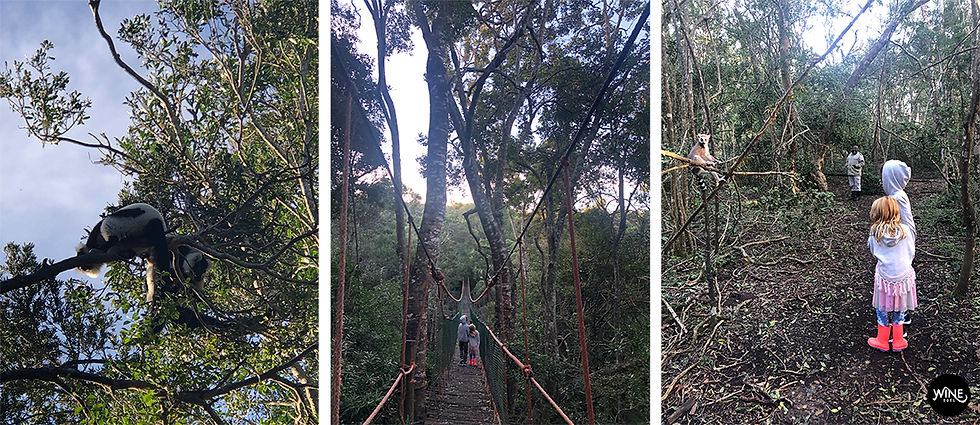 Three images show a forest. Left: a lemur in a tree. Center: people on a canopy bridge. Right: children watch a lemur. Mood is playful.
