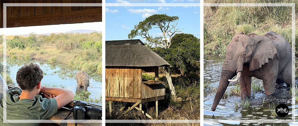 Person watching an elephant in water from a wooden hut in a grassy landscape. A camera is on the table. Sunny, peaceful setting. A family safari through Limpopo & Mpumalanga nature reserves
