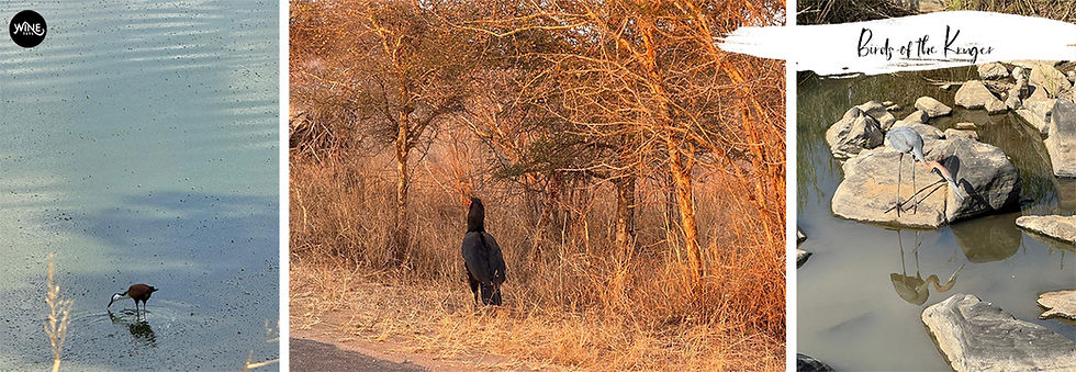 Three images of birds in nature; a bird at a pond, a dark bird near dry trees, and a heron on rocks by water. Text: "Birds of the Kruger." A family safari through Limpopo & Mpumalanga nature reserves