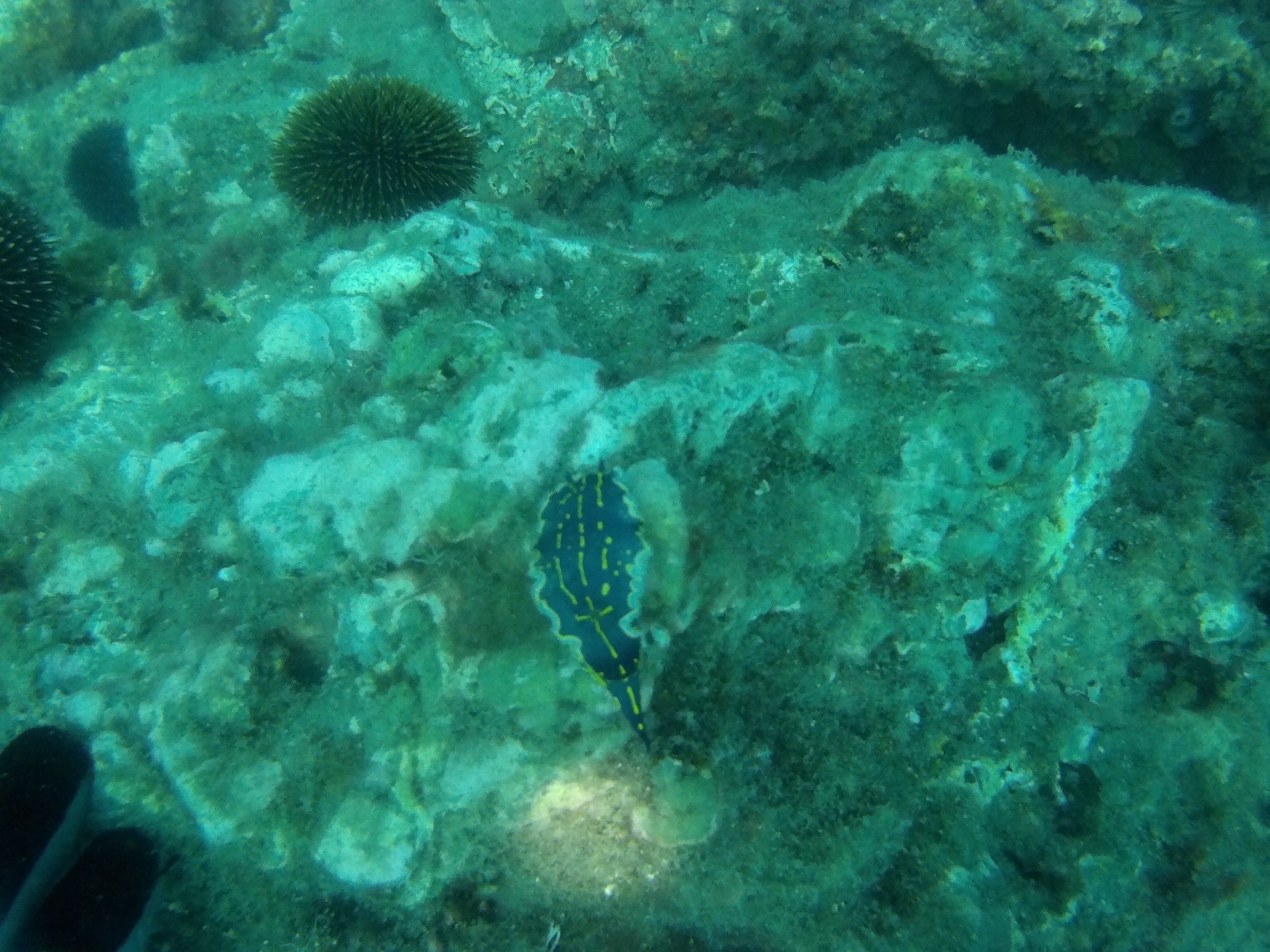 Nudibranquio