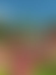 CENEVRE: GURME LEZZETLERİ USTA SAATÇİLİKLE BULUŞTURAN ŞEHİR