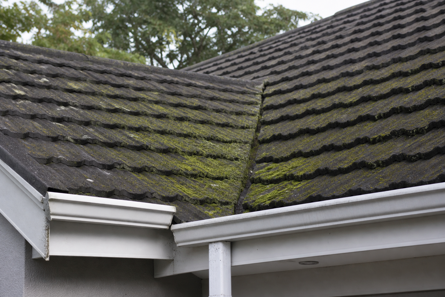 Why is algae or moss growing on my roof?