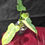 Thumbnail: Philodendron Bipennifolium Variegated