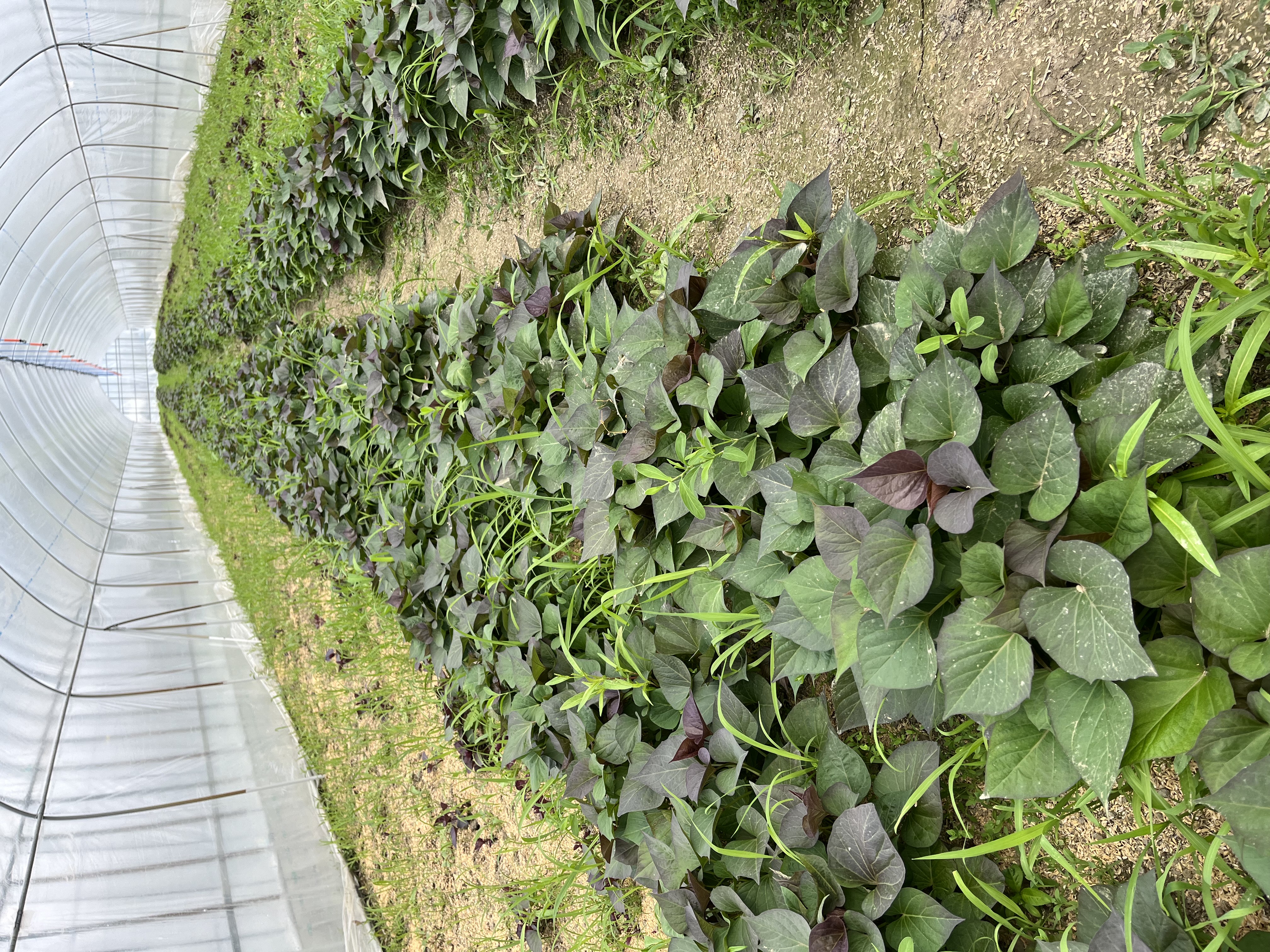 安納芋2.jpg